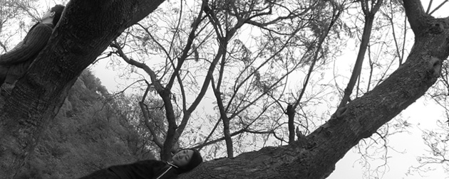 Creatibe-Director-tree1