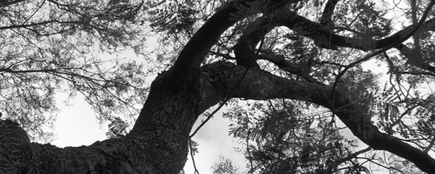 Creatibe-Director-tree2