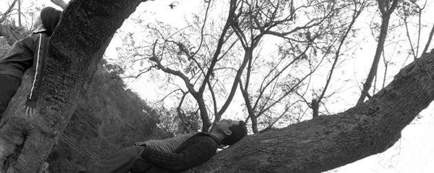 Creatibe-Director-tree3